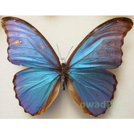 Morpho didius Hopffer, 1874 Peru 150mm28d